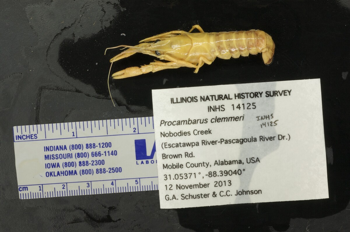 Procambarus clemmeri image